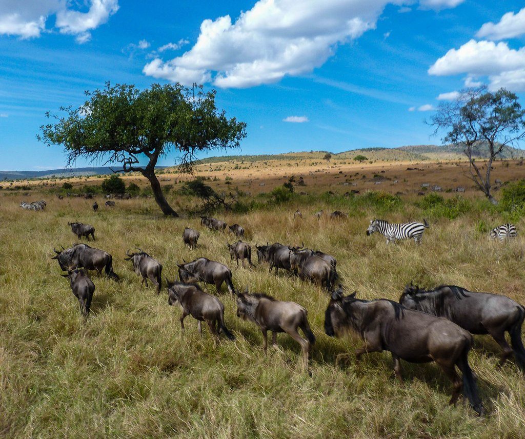 safari au Masai Mara