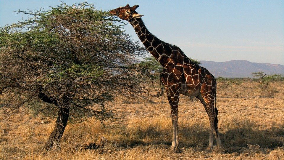 Réserve nationale de Samburu