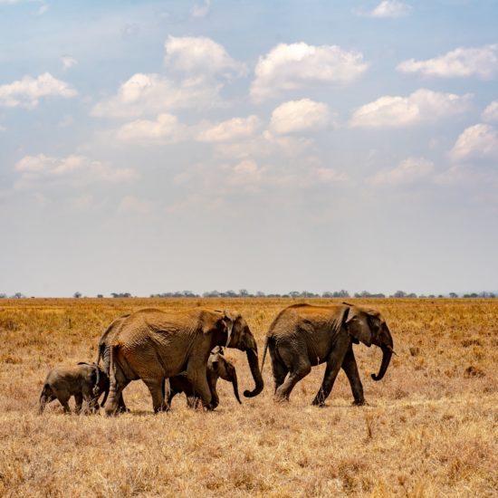 éléphants en safari en Tanzanie